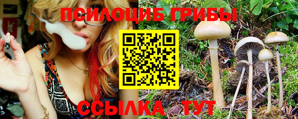 Галлюциногенные грибы Psilocybe  Вход с VPN  Благовещенск 